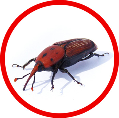 picudo rojo